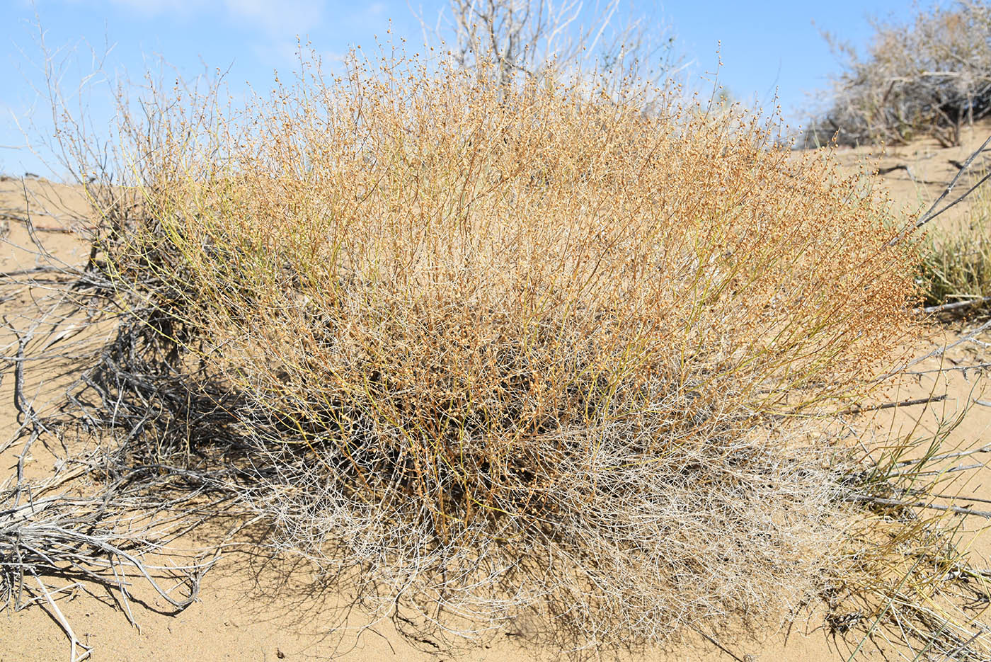 Image of Mausolea eriocarpa specimen.