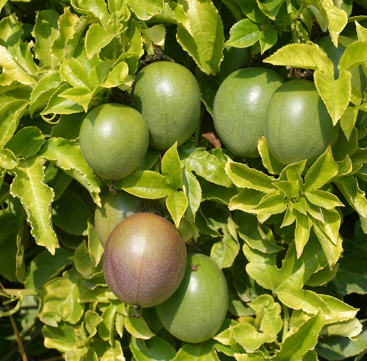 Image of Passiflora edulis specimen.