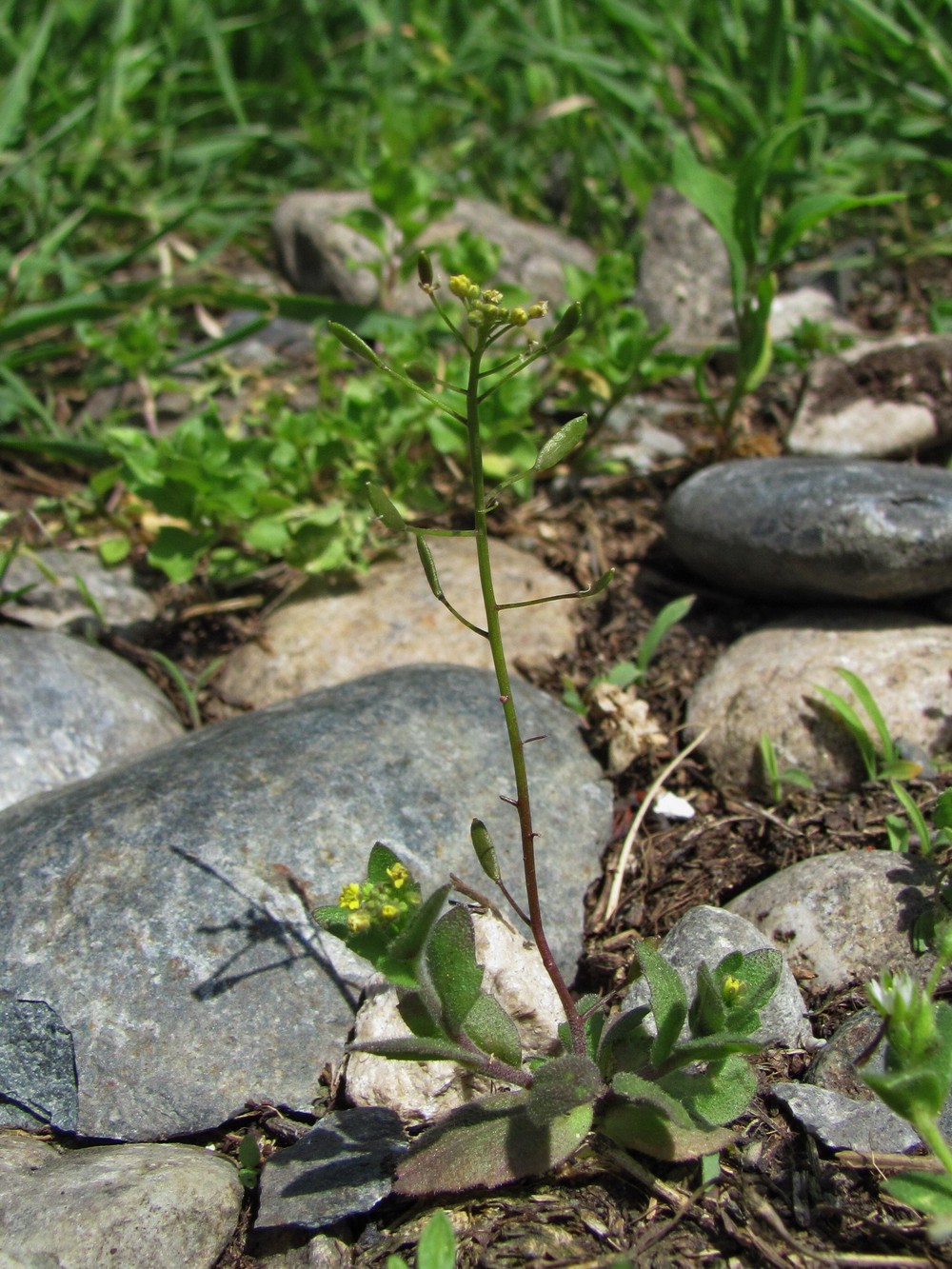 Image of Draba nemorosa specimen.