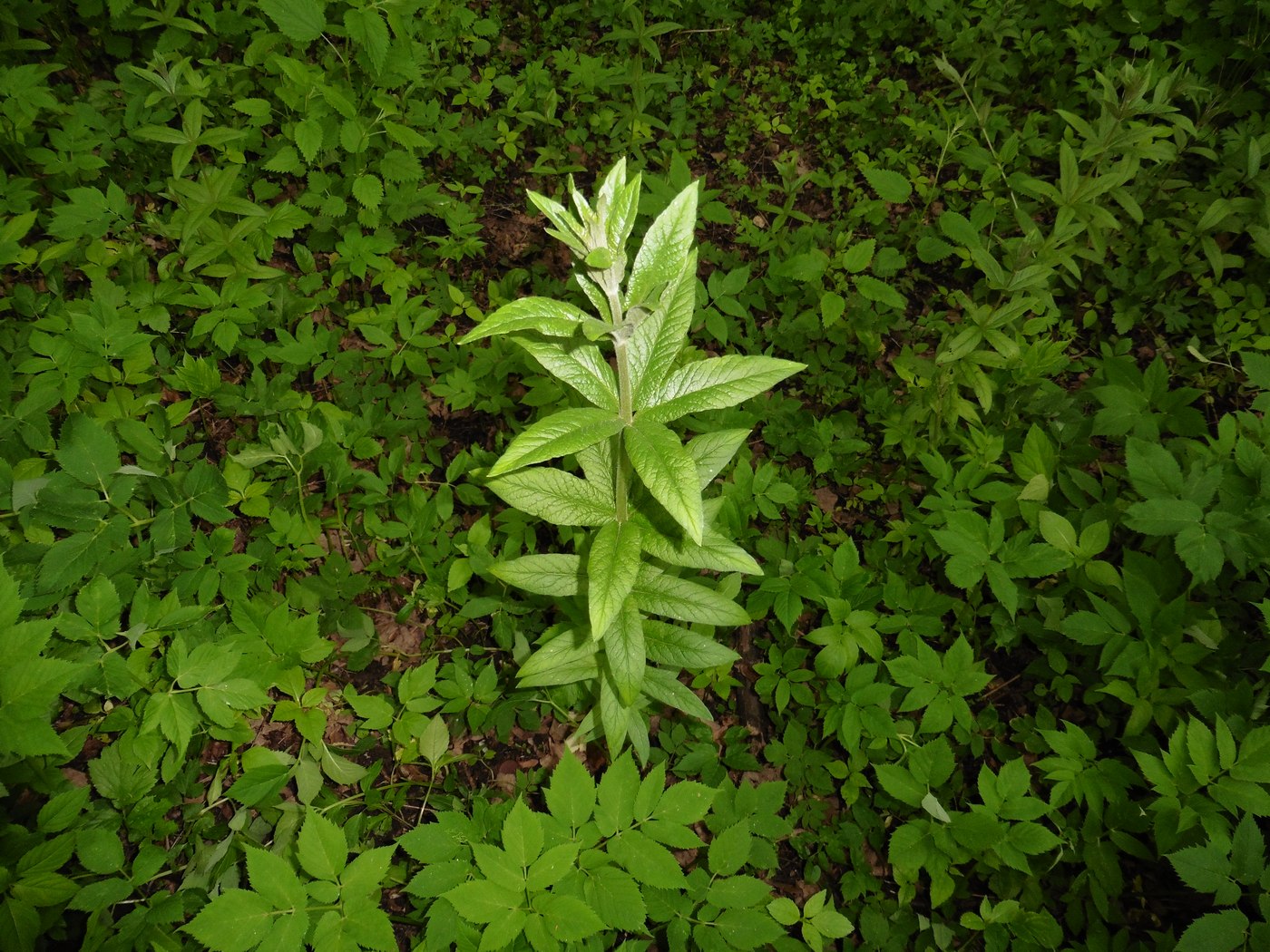 Изображение особи Lysimachia vulgaris.