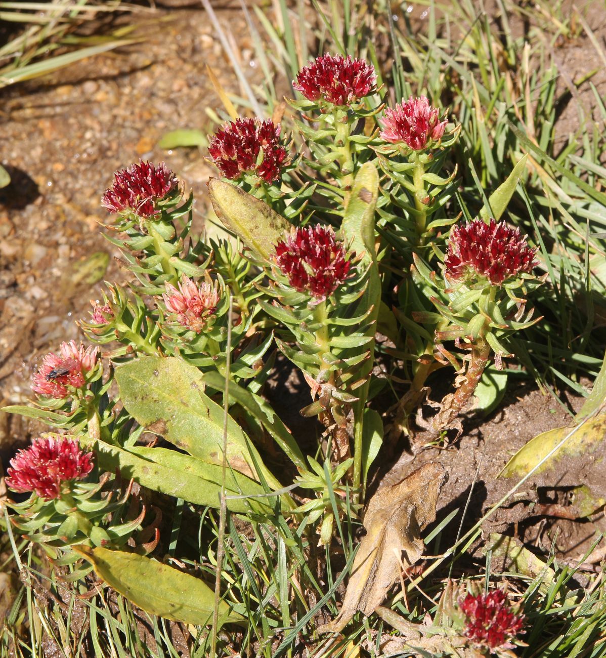 Изображение особи Rhodiola algida.