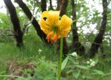 Lilium bosniacum