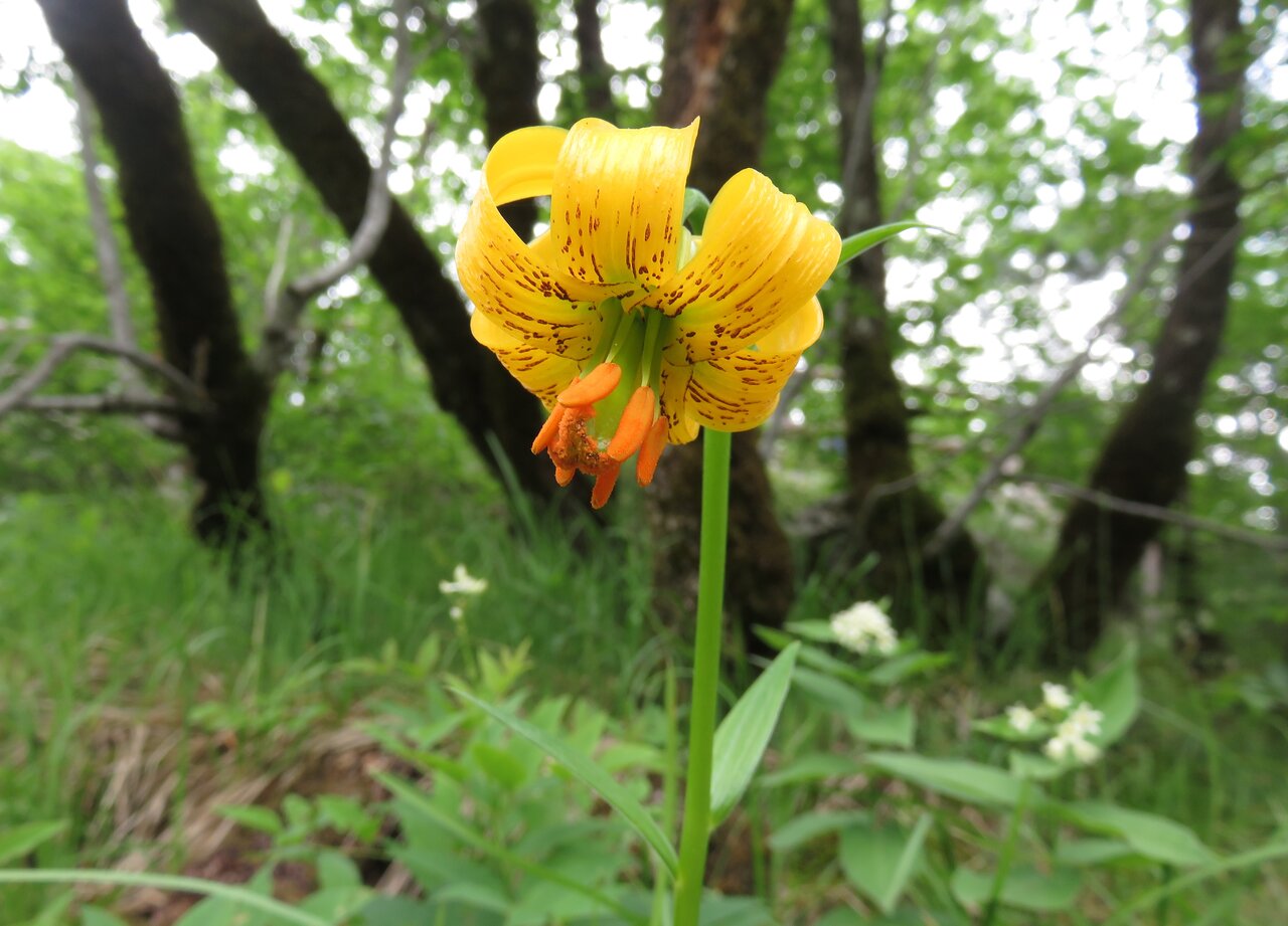 Изображение особи Lilium bosniacum.