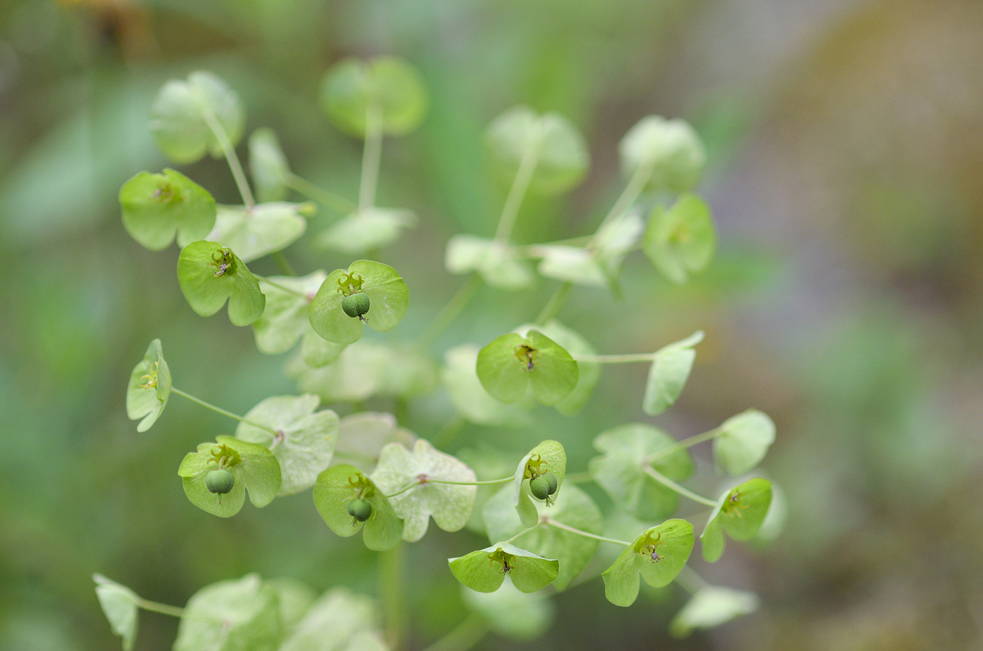 Изображение особи Euphorbia glaberrima.