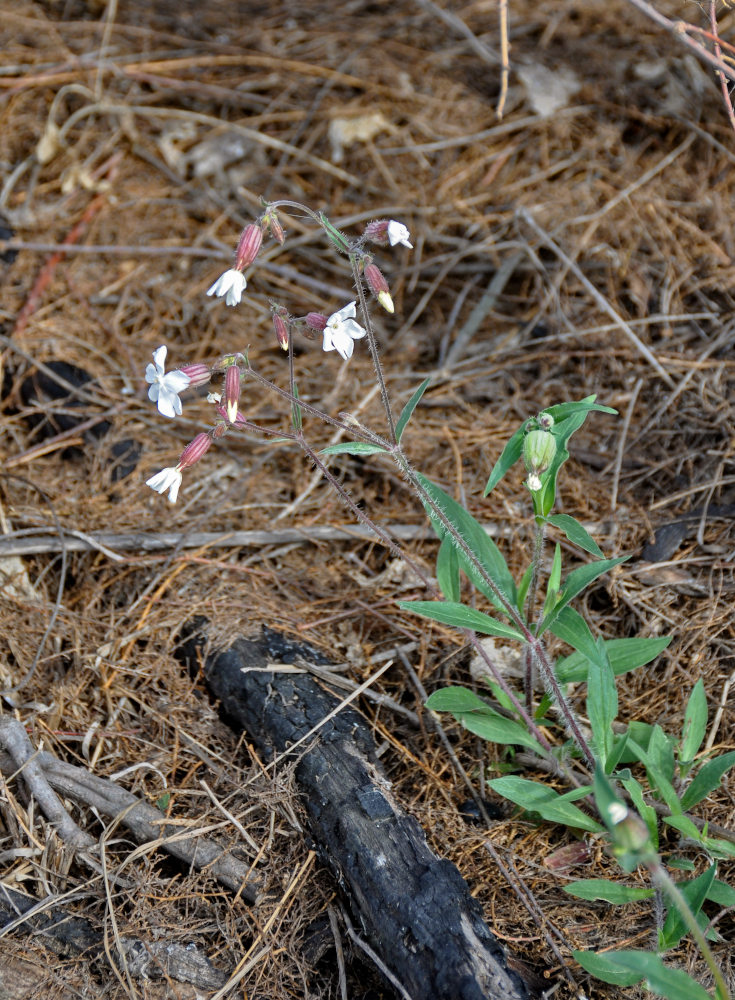 Image of Melandrium album specimen.