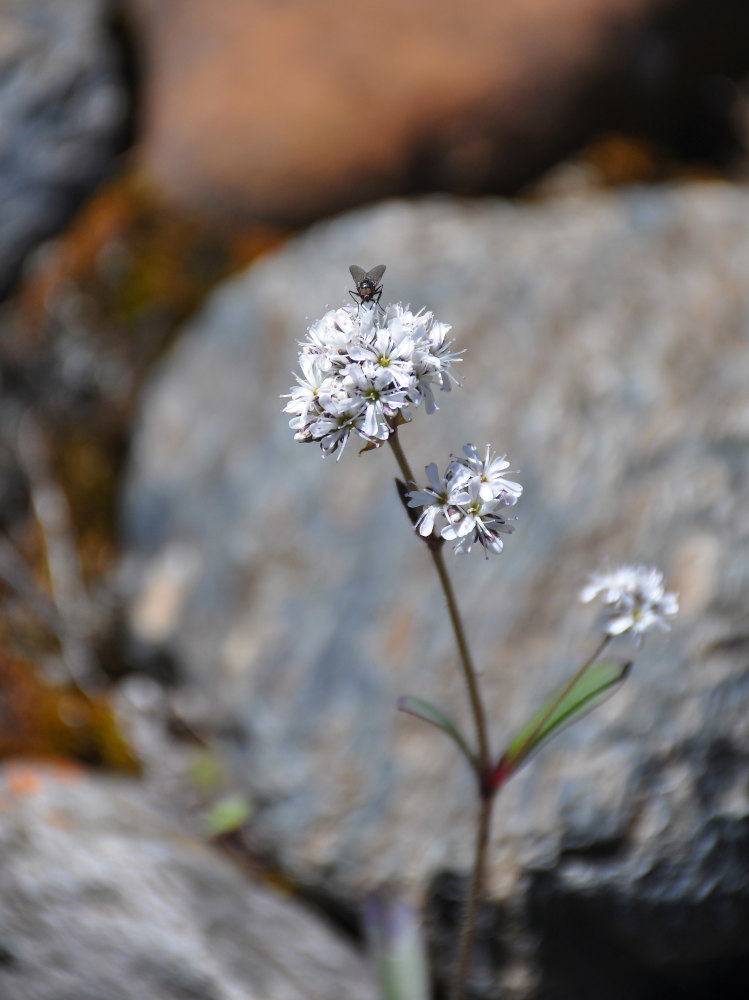 Image of Gypsophila cephalotes specimen.