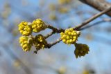 Cornus mas