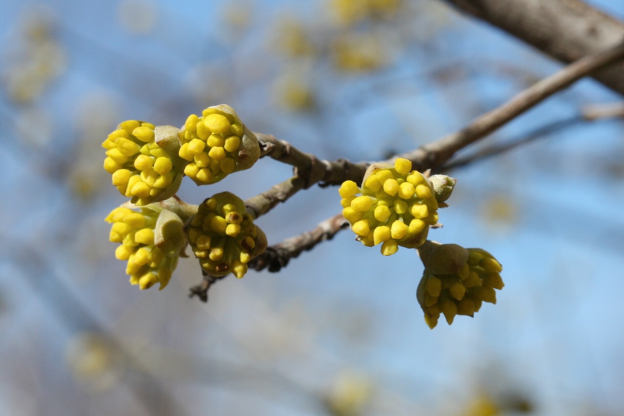 Image of Cornus mas specimen.