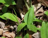 Ophioglossum vulgatum