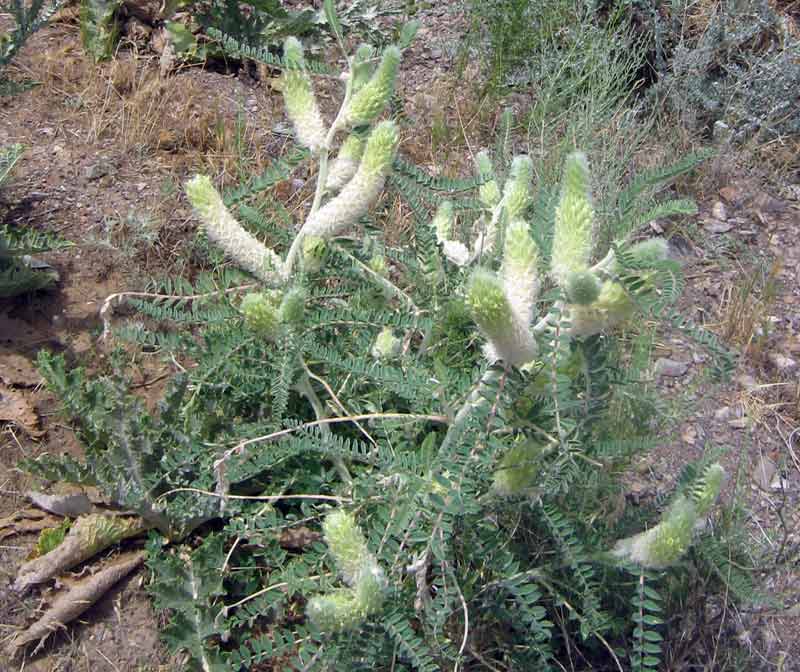 Изображение особи Astragalus alopecias.