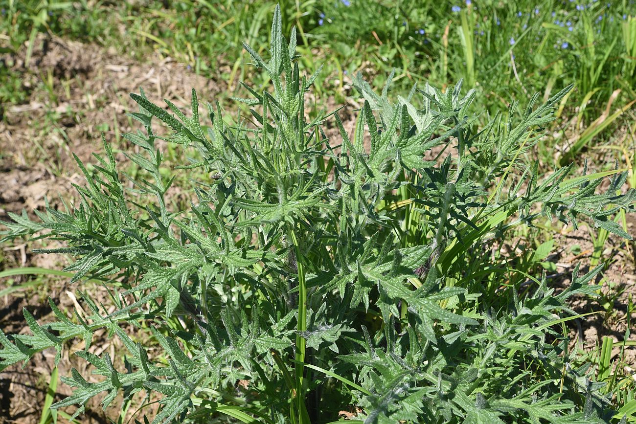 Изображение особи Cirsium vulgare.