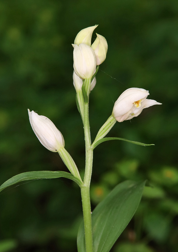 Image of Cephalanthera damasonium specimen.