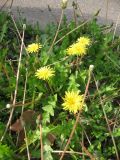 Taraxacum hybernum