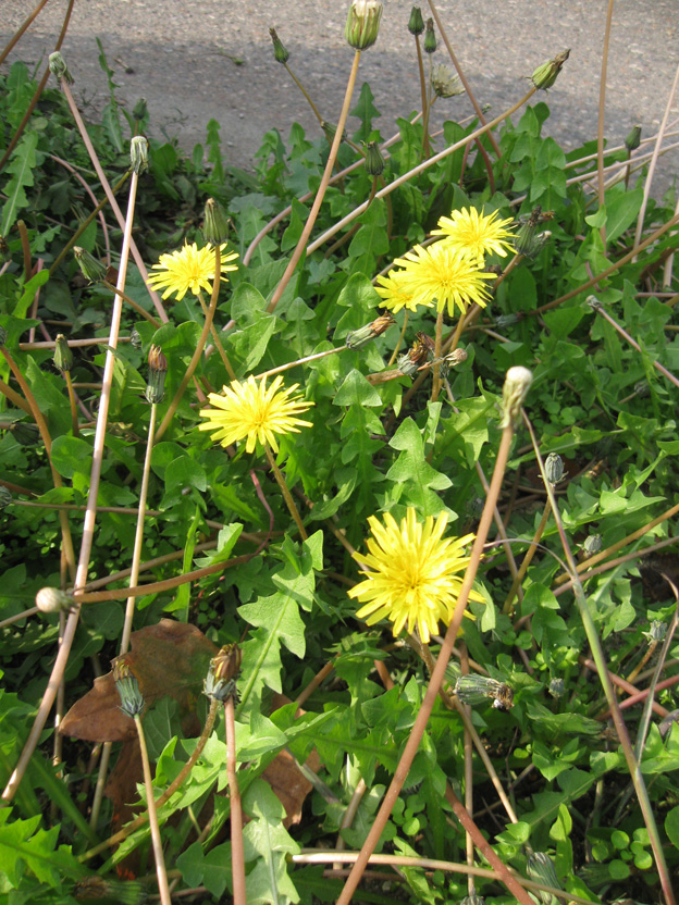 Image of Taraxacum hybernum specimen.