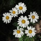 Pyrethrum corymbosum