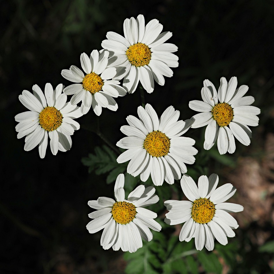 Изображение особи Pyrethrum corymbosum.