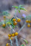 Solanum elaeagnifolium. Веточка с соплодиями. Израиль, г. Бат-Ям, на спуске к морю. 21.09.2022.