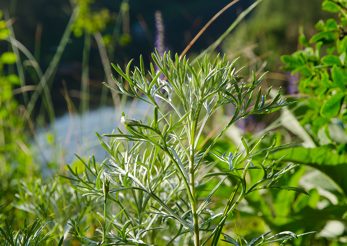 Image of Artemisia sericea specimen.