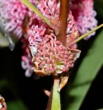 Hakea multilineata