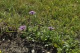 Centaurea jacea