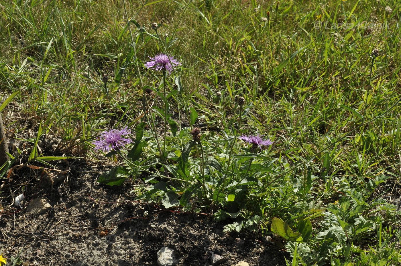 Image of Centaurea jacea specimen.