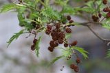 Alnus form acuminata