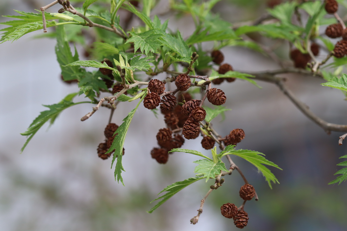 Image of Alnus incana f. acuminata specimen.