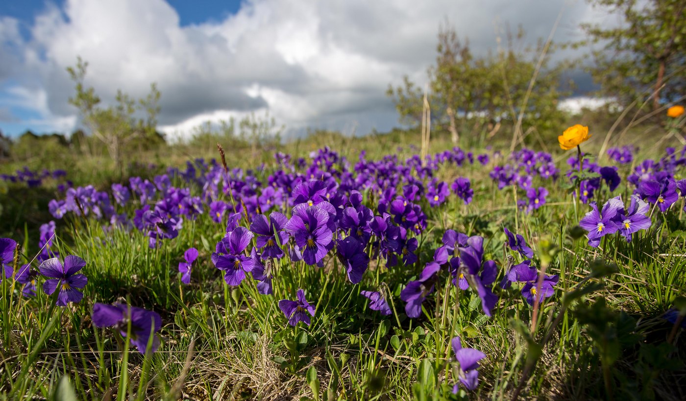 Изображение особи Viola altaica.