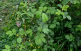 Rubus sanctus