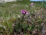 Pedicularis nasuta. Цветущее растение. Магаданская обл., окр. г. Магадан, п-ов Старицкого, горная тундра, заболоченный участок. 07.07.2018.