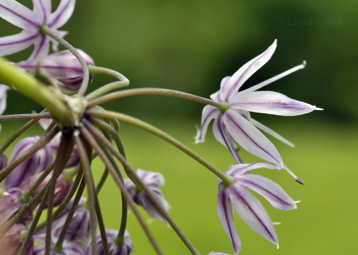 Image of Allium maximowiczii specimen.