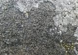 Rinodina milvina