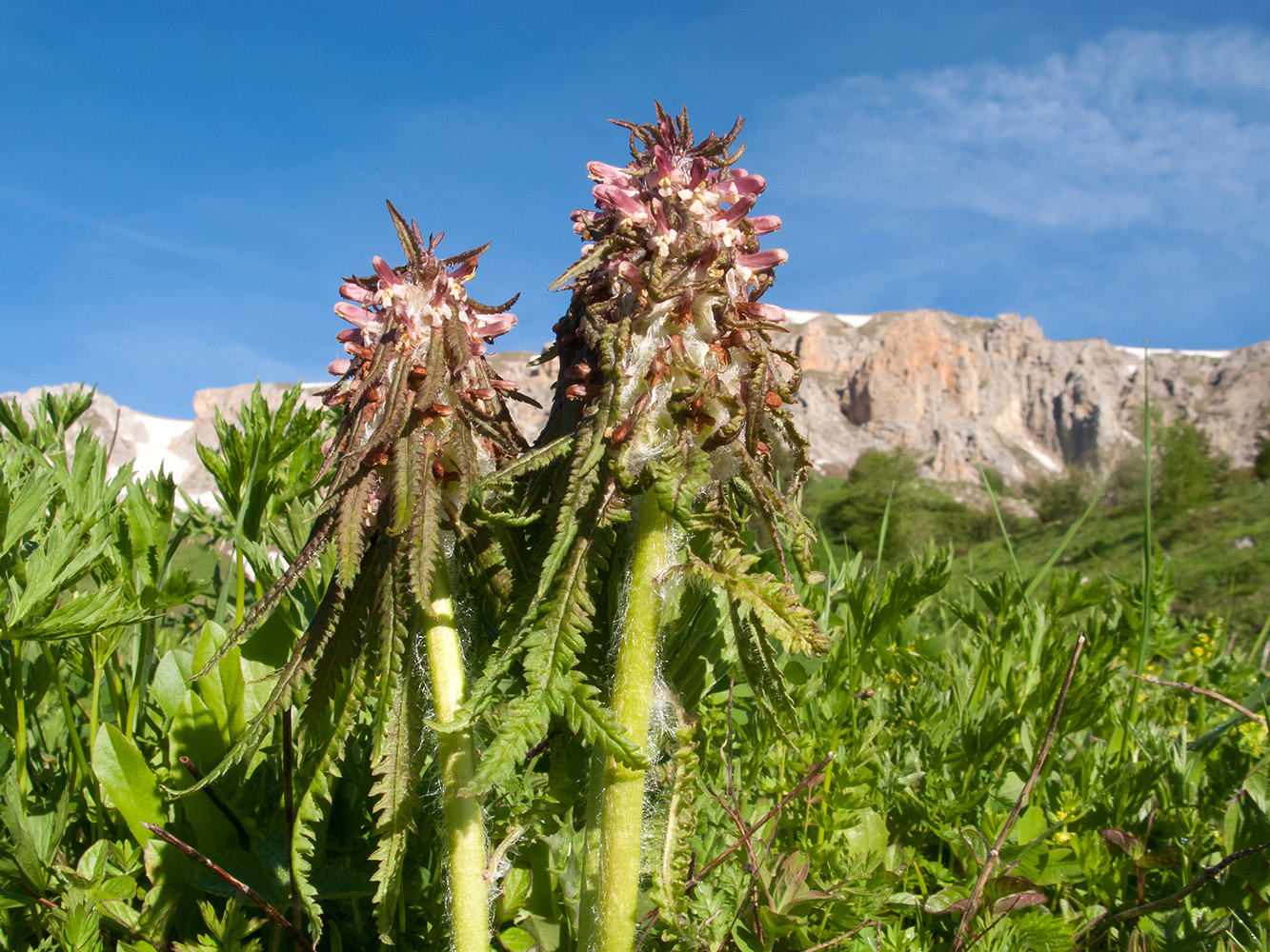 Изображение особи Pedicularis wilhelmsiana.