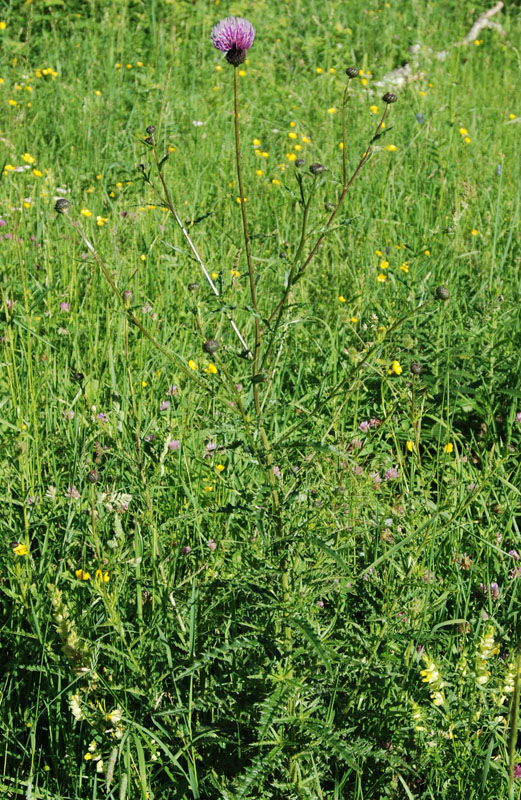 Image of Cirsium komarovii specimen.