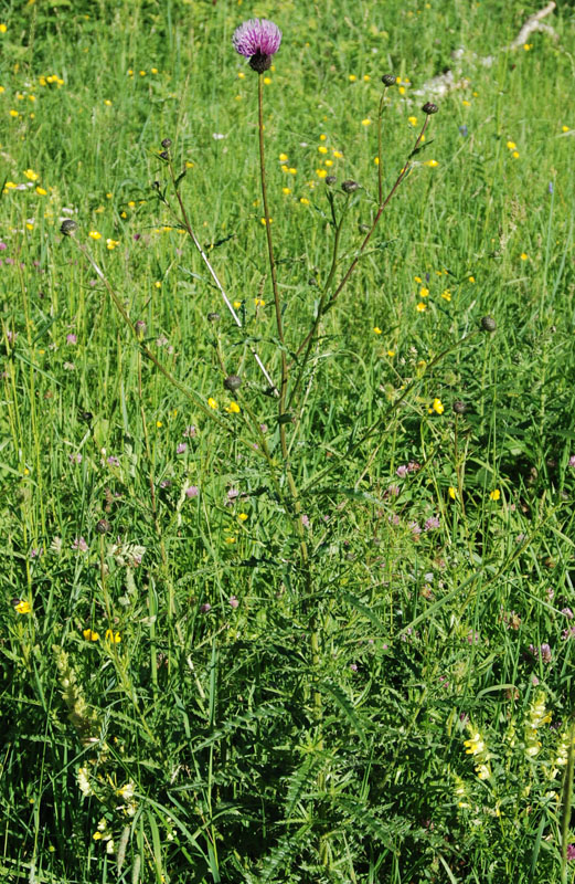 Изображение особи Cirsium komarovii.