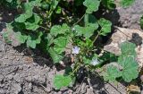 Malva neglecta