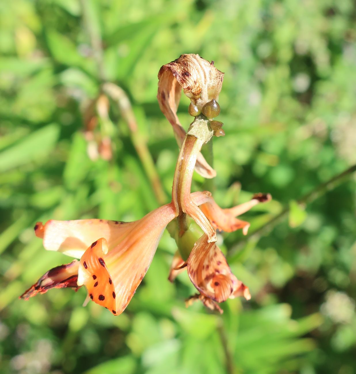 Изображение особи Lilium lancifolium.