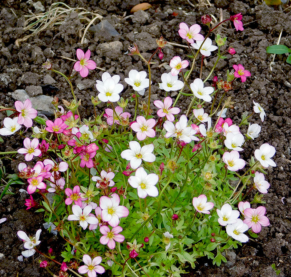 Изображение особи Saxifraga &times; arendsii.