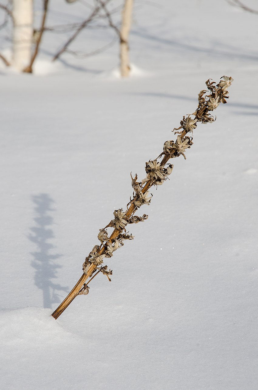 Image of Solidago virgaurea specimen.