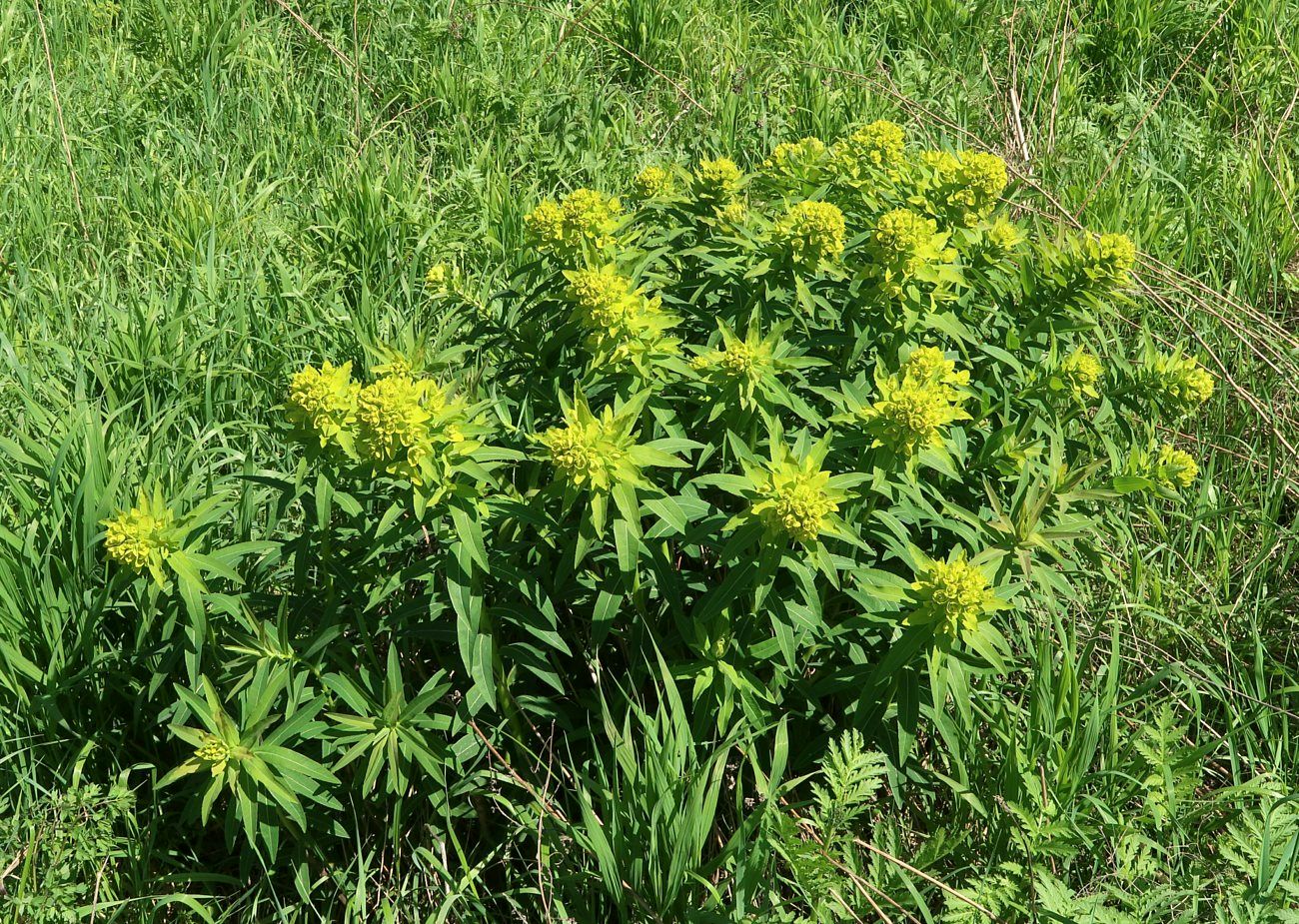 Image of Euphorbia semivillosa specimen.