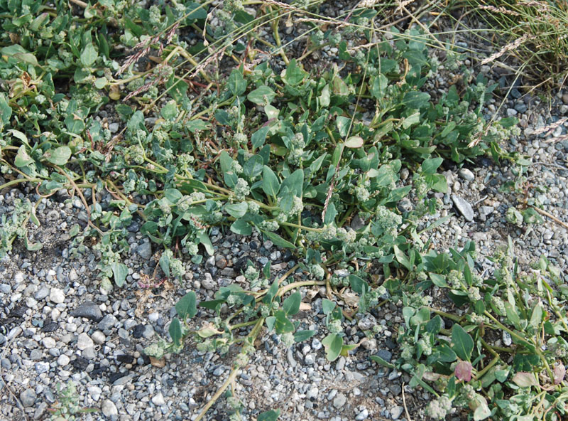 Изображение особи Chenopodium karoi.