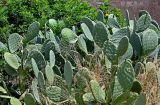 Opuntia ficus-indica. Вегетирующие и цветущее растения. Египет, мухафаза Александрия, г. Александрия, в культуре. 02.05.2023.