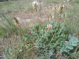 Astragalus platyphyllus