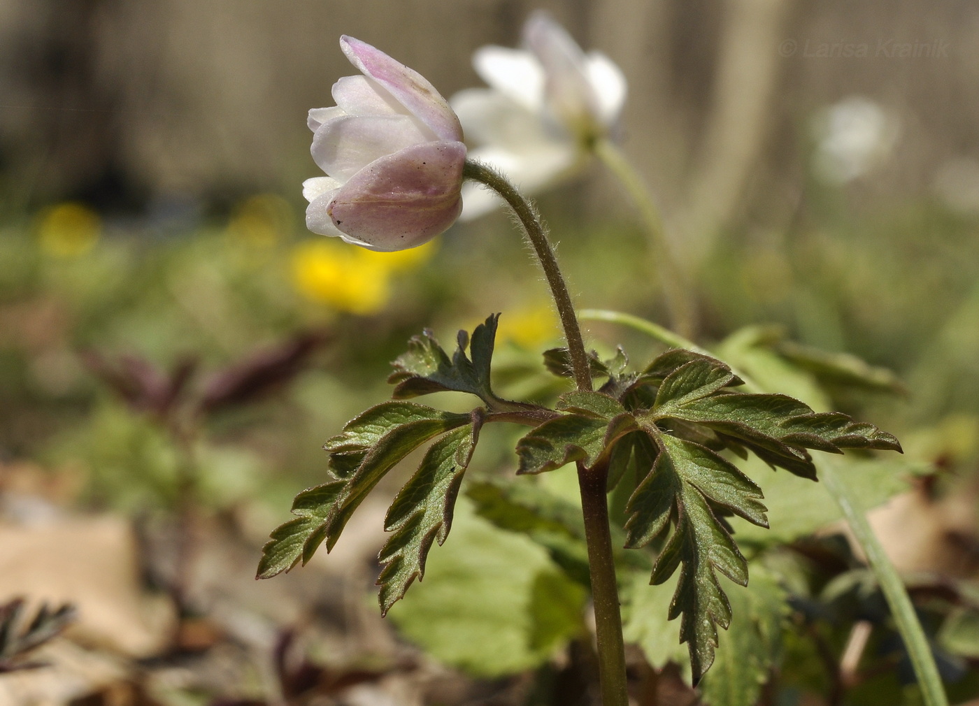 Image of Anemone amurensis specimen.