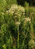 Angelica sylvestris