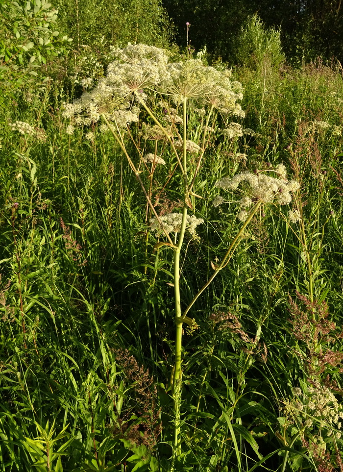 Image of Angelica sylvestris specimen.