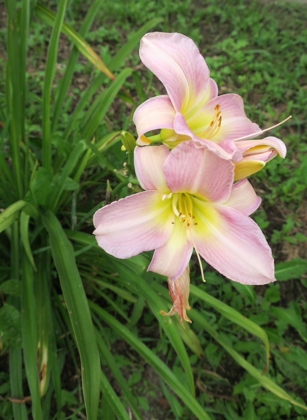 Image of Hemerocallis &times; hybrida specimen.