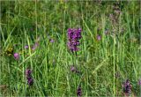 Betonica officinalis