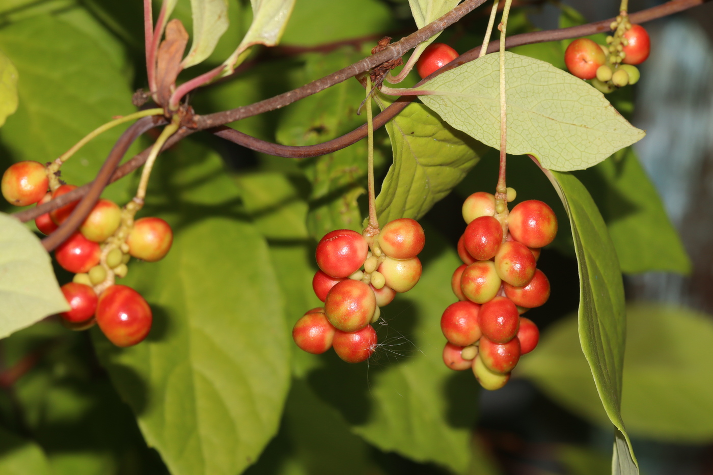 Изображение особи Schisandra chinensis.