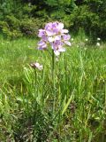 Cardamine pratensis